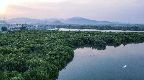 INDONESIA-BANTEN-MANGROVE FOREST-PROTECTION