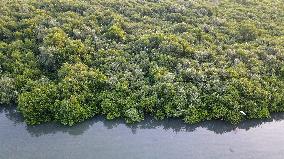 INDONESIA-BANTEN-MANGROVE FOREST-PROTECTION