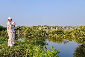 INDONESIA-BANTEN-MANGROVE FOREST-PROTECTION