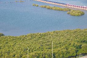 INDONESIA-BANTEN-MANGROVE FOREST-PROTECTION