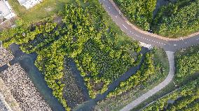 INDONESIA-BANTEN-MANGROVE FOREST-PROTECTION