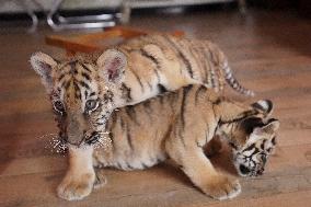 Siberian Tiger Cubs At Wildlife Zoo - China