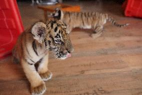 Siberian Tiger Cubs At Wildlife Zoo - China