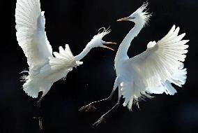 CHINA-MIGRATORY BIRD SANCTUARIES-UNESCO-HERITAGE (CN)