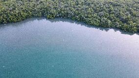 INDONESIA-BANTEN-MANGROVE FOREST-PROTECTION