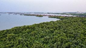INDONESIA-BANTEN-MANGROVE FOREST-PROTECTION