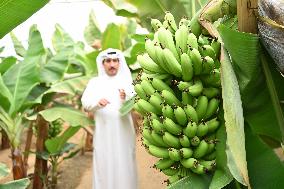 KUWAIT-AHMADI GOVERNORATE-GREENHOUSE