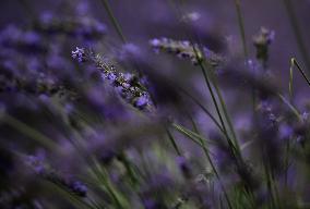 CHINA-XINJIANG-HUOCHENG-LAVENDER-INDUSTRY (CN)