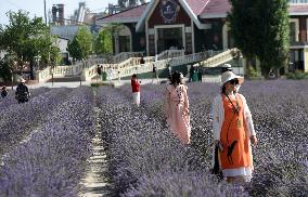 CHINA-XINJIANG-HUOCHENG-LAVENDER-INDUSTRY (CN)