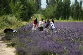 CHINA-XINJIANG-HUOCHENG-LAVENDER-INDUSTRY (CN)