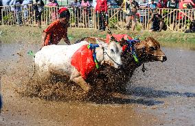 INDONESIA-PROBOLINGGO-BULL RACE