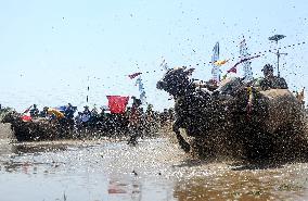 INDONESIA-PROBOLINGGO-BULL RACE