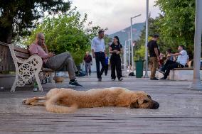 Turkish Parliament Draft Law Stray Dog Population