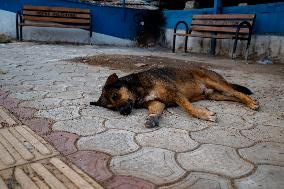 Turkish Parliament Draft Law Stray Dog Population