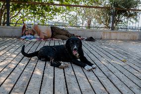 Turkish Parliament Draft Law Stray Dog Population