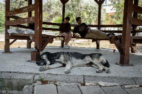 Turkish Parliament Draft Law Stray Dog Population