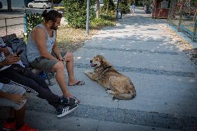 Turkish Parliament Draft Law Stray Dog Population