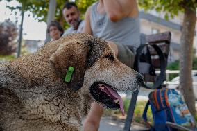 Turkish Parliament Draft Law Stray Dog Population