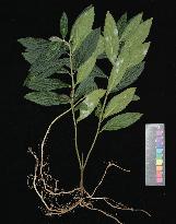 CHINA-GUANGDONG-NEW SPECIES OF PARAPHLOMIS (CN)