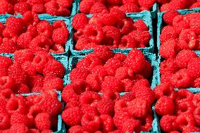 Brampton Farmers' Market In Brampton