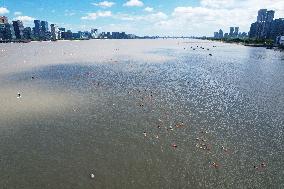 Swimmers Swim Across The Qiantang River in Hangzhou