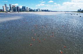 Swimmers Swim Across The Qiantang River in Hangzhou