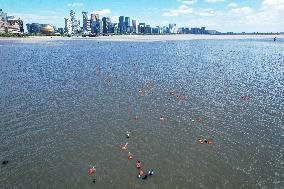 Swimmers Swim Across The Qiantang River in Hangzhou