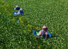 A Planting Base in Huai 'an