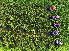 A Planting Base in Huai 'an