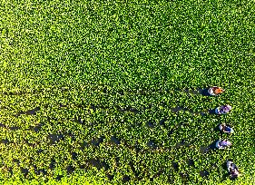 A Planting Base in Huai 'an