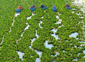 A Planting Base in Huai 'an