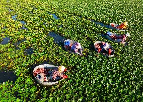 A Planting Base in Huai 'an