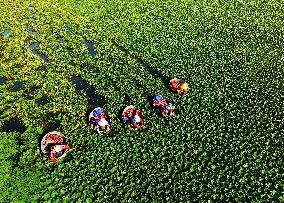 A Planting Base in Huai 'an