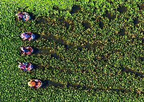 A Planting Base in Huai 'an