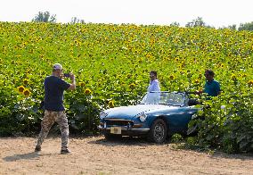 CANADA-ONTARIO-CALEDON-SUNFLOWER FESTIVAL