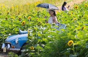 CANADA-ONTARIO-CALEDON-SUNFLOWER FESTIVAL