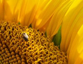 CANADA-ONTARIO-CALEDON-SUNFLOWER FESTIVAL