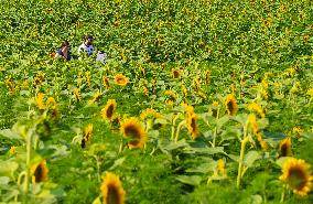 CANADA-ONTARIO-CALEDON-SUNFLOWER FESTIVAL