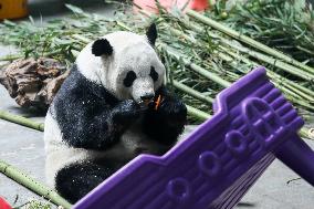 CHINA-QINGHAI-XINING-GIANT PANDAS-BIRTHDAY CELEBRATION (CN)