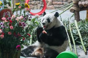 CHINA-QINGHAI-XINING-GIANT PANDAS-BIRTHDAY CELEBRATION (CN)