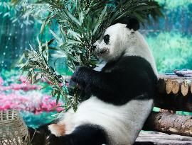 CHINA-QINGHAI-XINING-GIANT PANDAS-BIRTHDAY CELEBRATION (CN)