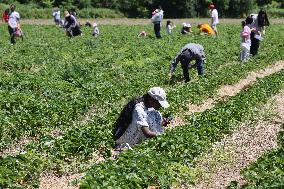 Strawberry Season In Canada