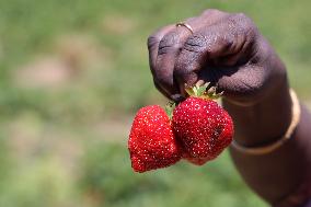 Strawberry Season In Canada