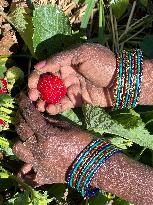 Strawberry Season In Canada