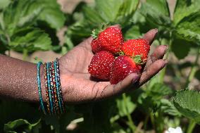 Strawberry Season In Canada