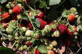 Strawberry Season In Canada