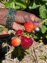 Strawberry Season In Canada