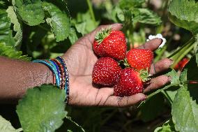 Strawberry Season In Canada