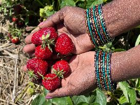 Strawberry Season In Canada