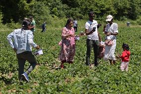 Strawberry Season In Canada